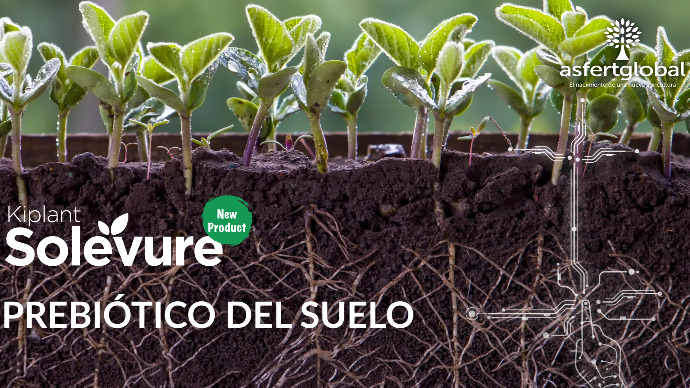 Kiplant Solevure asfertglobal es (1)